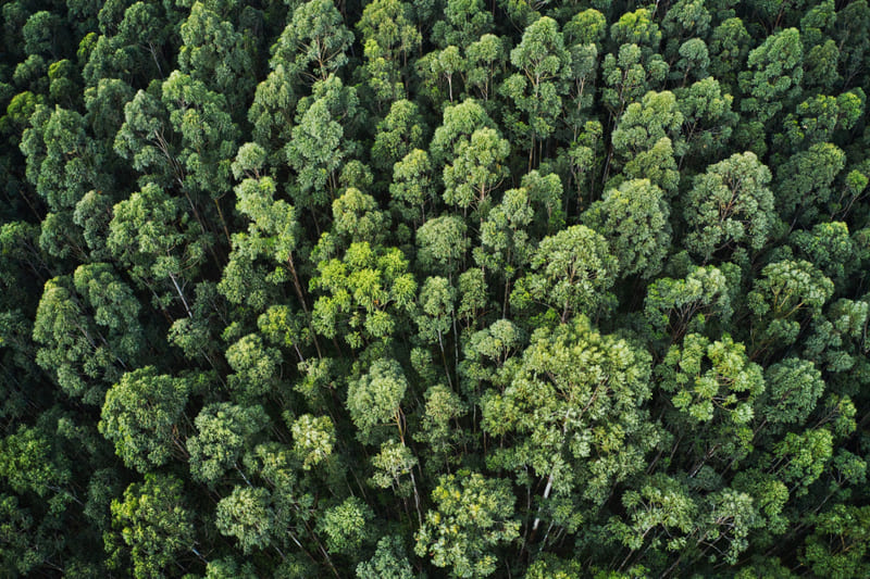 fotografía aérea bosque